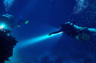 Blackwater dives : l’expérience mystique de la plongée de nuit en plein ...