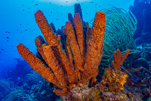 Les éponges de mer, ces animaux méconnus qui façonnent les océans