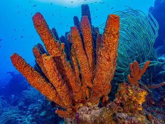 Les éponges de mer, ces animaux méconnus qui...