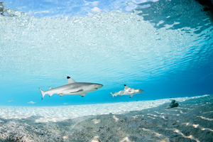 Nouvelle-Calédonie : après une attaque mortelle à Nouméa, la délicate question des requins relancée