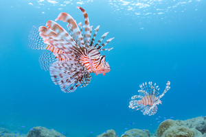Rascasse volante en Méditerranée : invasion silencieuse, menace réelle pour les écosystèmes