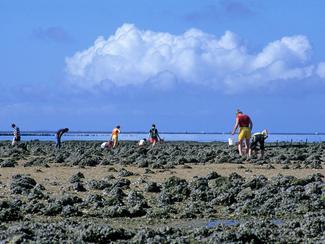 Pêche à pied au printemps : meilleurs coins et...