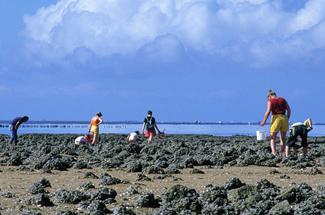 Pêche à pied au printemps : meilleurs coins et réglementation pour les c...