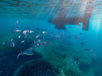 Plonger en Méditerranée en mars : 3 sites où...