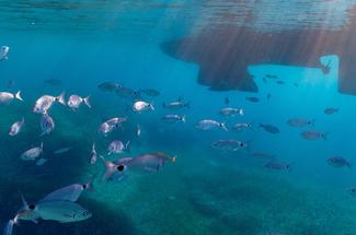 Plonger en Méditerranée en mars : 3 sites où la vie sous-marine se révei...