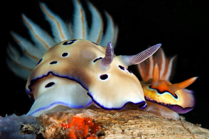 Nudibranches : ces limaces de mer aux couleurs éclatantes qui fascinent les plongeurs