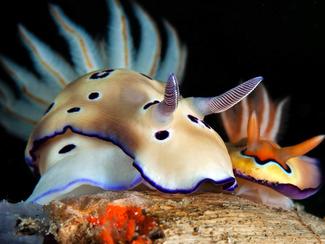 Nudibranches : ces limaces de mer aux couleurs...