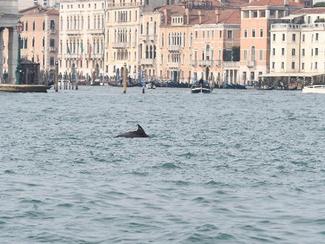 À Venise, le dauphin “Mimmo” s’installe dans...
