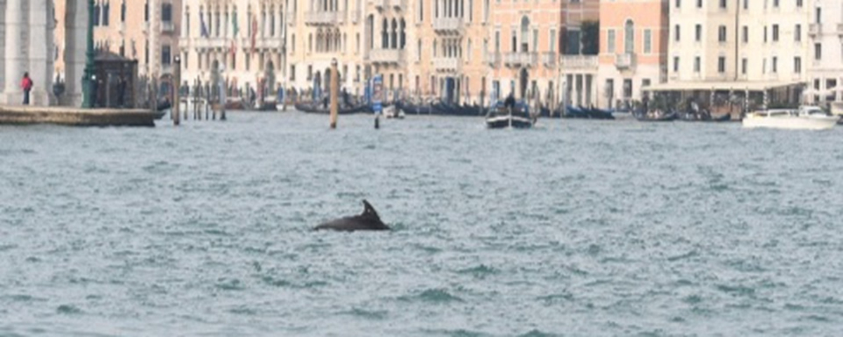 Στη Βενετία, το δελφίνι “Mimmo” εγκαθίσταται στη λιμνοθάλασσα: οι επιστήμονες ζητούν επείγουσα προστασία – Nautical News