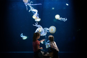 Nausicaá invite gratuitement les enfants du signe astrologique poisson pour ses 35 ans !