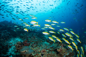 Océans en surchauffe : les poissons se raréfient, l’alerte rouge est lancée