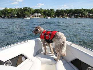 Chien ou chat à bord : sécurité, météo et...