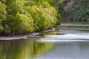 VIDÉO. Après des inondations records dans le nord de l’Australie, les crocodiles sont partout