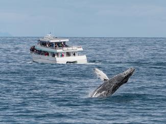 Whale-watching : quelques consignes à respecter