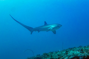 Requin renard : le requin à la queue géante qui assomme ses proies dans les océans