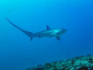 Requin renard : le requin à la queue géante...