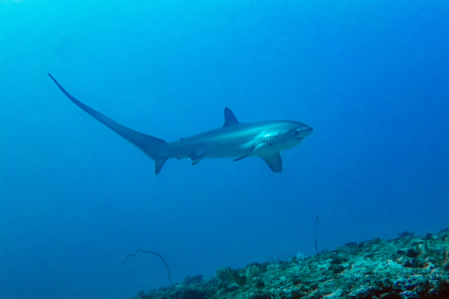 Requin renard : le requin à la queue géante qui assomme ses proies dans ...