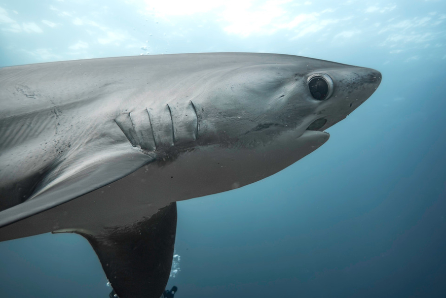 Requin renard : le requin à la queue géante qui assomme ses proies dans ...