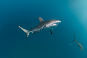 Pourquoi certaines espèces de requins remontent vers le nord ? Ce que disent vraiment les données scientifiques