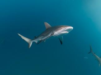 Pourquoi certaines espèces de requins...