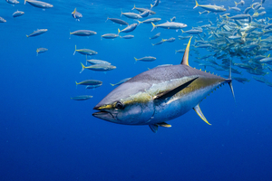 Pêche au thon rouge : quotas actuels et réglementation en vigueur en France