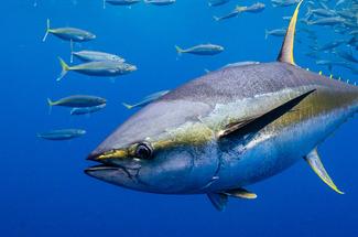 Pêche au thon rouge : quotas actuels et réglementation en vigueur en France