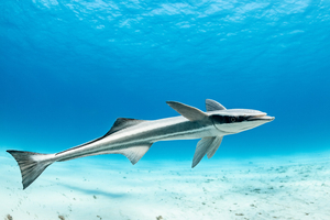 Les rémoras, ces passagers clandestins des océans