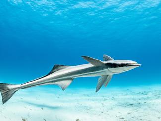 Les rémoras, ces passagers clandestins des océans