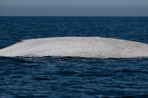 Une baleine bleue albinos observée au Mexique dans le parc national de la baie de Loreto