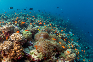 Un poisson de récif réussit un test d’intelligence autrefois réservé aux grands singes