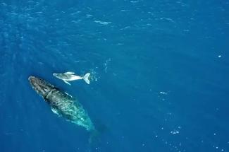 Guirec Soudée passe à quelques encablures de Sainte-Hélène, l’île chargé...