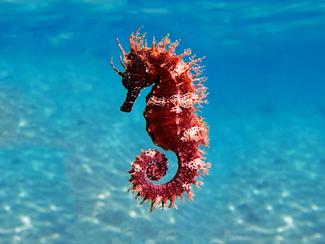 Hippocampes : les secrets du poisson le plus...