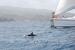 Rencontre avec les cétacés dans les îles de Guadeloupe : quelles espèces peut-on observer et comment les approcher sans les déranger ?