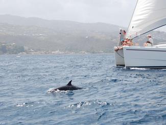Rencontre avec les cétacés dans les îles de...