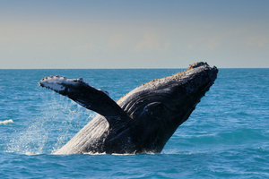 Un enregistrement de 1949 relance le mystère du langage des baleines