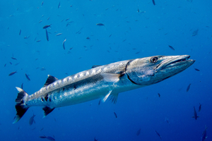 Barracuda : le chasseur silencieux qui frappe en une fraction de seconde