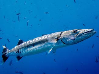 Barracuda : le chasseur silencieux qui frappe...