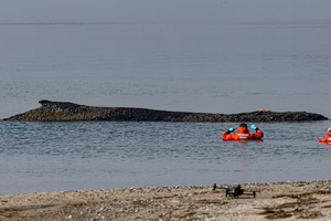 En images : opération de sauvetage pour une baleine échouée sur la côte allemande