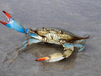 Espèces invasives marines : ces animaux et...