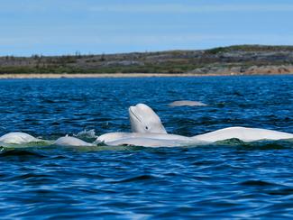 Le béluga, ce drôle de fantôme blanc qui fait...