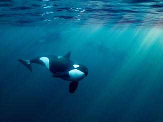 Pollution sonore sous-marine : ce bruit...