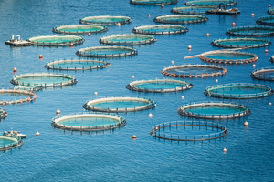 Mégaferme à saumons en Gironde: avis favorable de la commission d'enquête publique