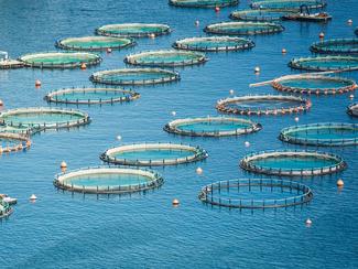 Mégaferme à saumons en Gironde: avis favorable...