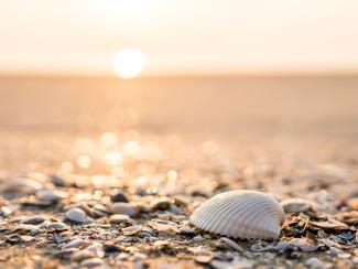 Galets, coquillages, sable... quels souvenirs...