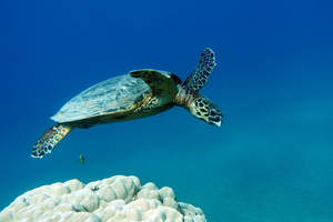 Au Gabon, la lutte pour faire vivre les bébés tortues marines