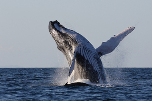 Allemagne: la baleine échouée sur la côte baltique s'est libérée