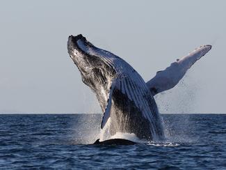 Allemagne: la baleine échouée sur la côte...