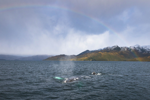 Détroit de Magellan : le passage mythique entre Atlantique et Pacifique, là où la mer impose sa loi