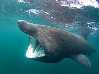 Requin pèlerin : le géant paisible qui...