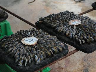 L’éclade de moules : le grand spectacle...